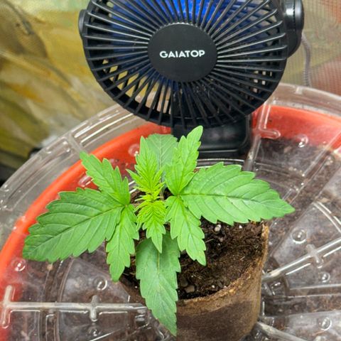 Jack Herer growlog timeline photo