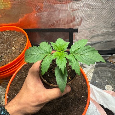 Jack Herer growlog timeline photo