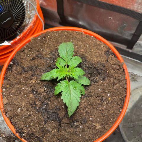 Jack Herer growlog timeline photo