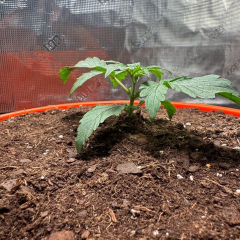 Jack Herer growlog timeline photo