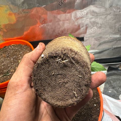 Jack Herer growlog timeline photo