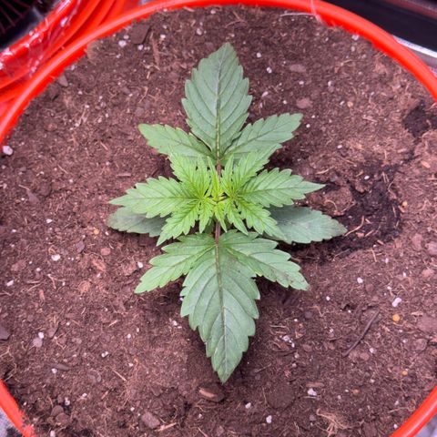 Jack Herer growlog timeline photo