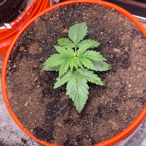 Jack Herer growlog timeline photo