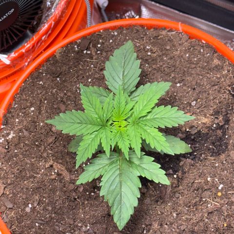 Jack Herer growlog timeline photo