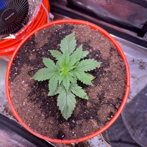 Jack Herer growlog timeline photo