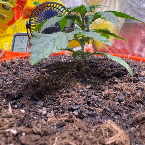 Jack Herer growlog timeline photo
