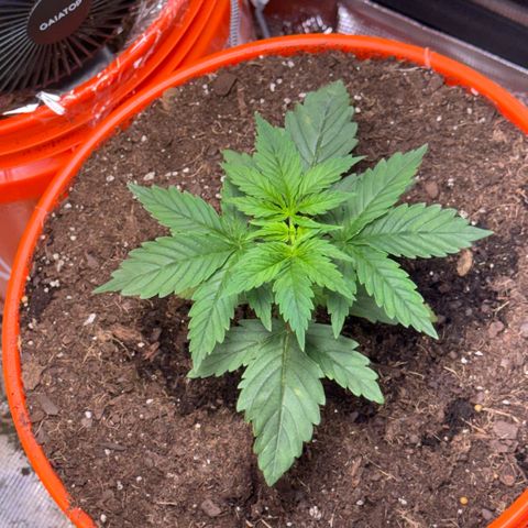Jack Herer growlog timeline photo