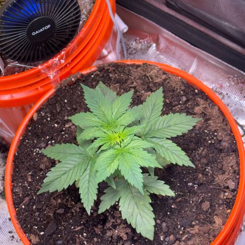 Jack Herer growlog timeline photo