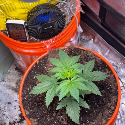Jack Herer growlog timeline photo