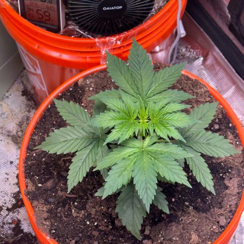 Jack Herer growlog timeline photo