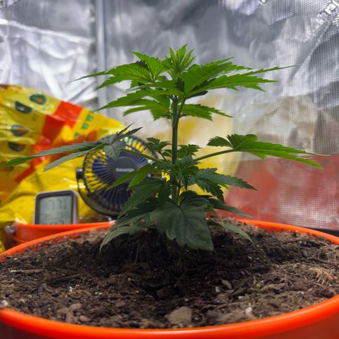 Jack Herer growlog timeline photo