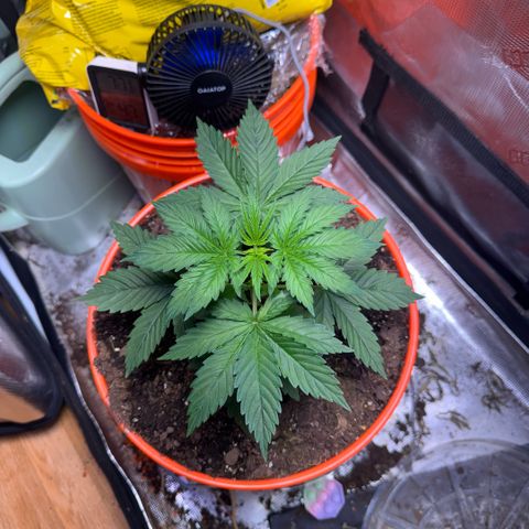 Jack Herer growlog timeline photo