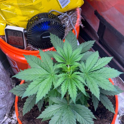 Jack Herer growlog timeline photo