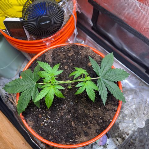 Jack Herer growlog timeline photo