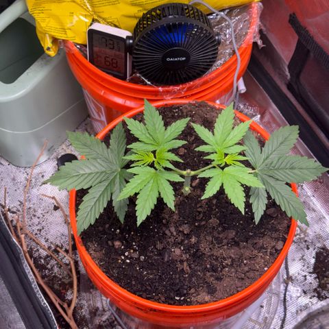 Jack Herer growlog timeline photo