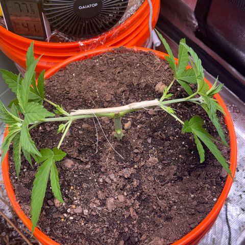 Jack Herer growlog photo: Mainline rod added