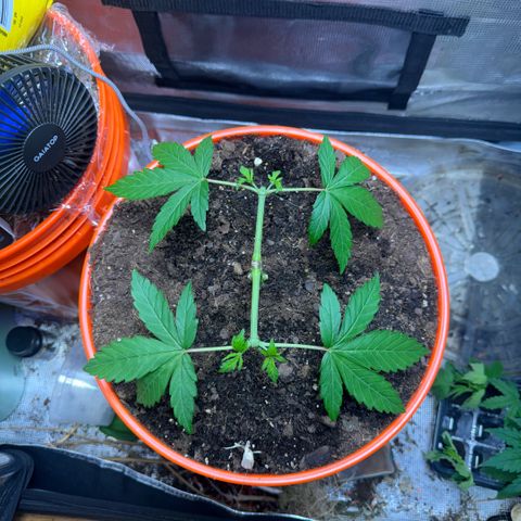 Jack Herer growlog timeline photo