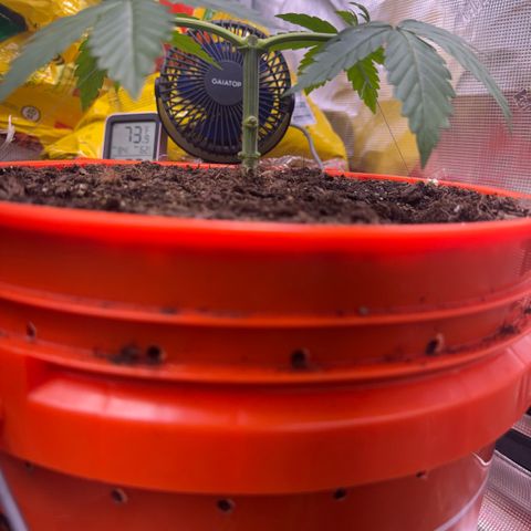 Jack Herer growlog timeline photo