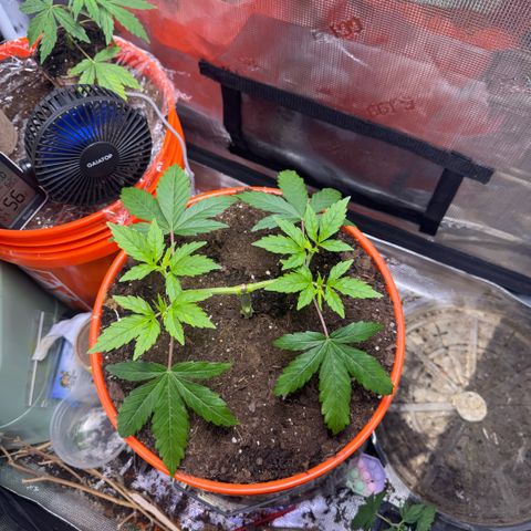 Jack Herer growlog timeline photo