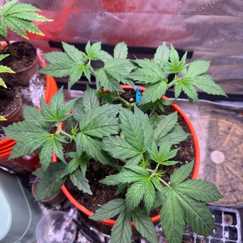 Jack Herer growlog timeline photo