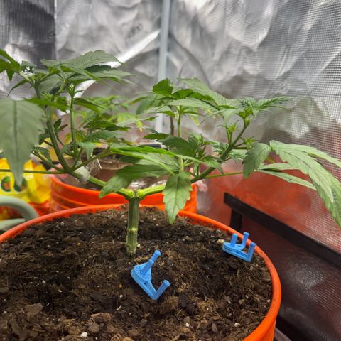 Jack Herer growlog timeline photo