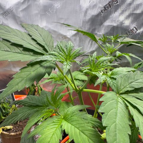 Jack Herer growlog timeline photo