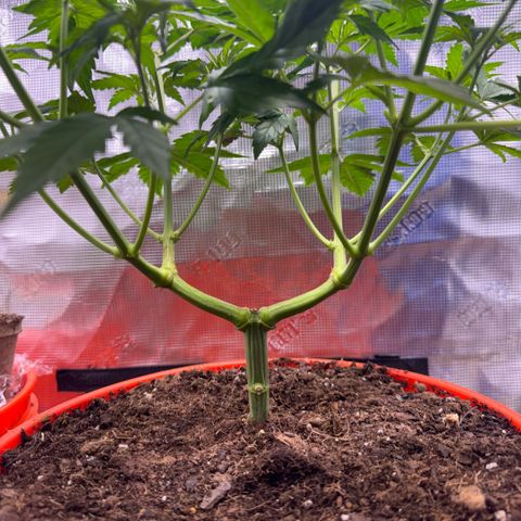 Jack Herer growlog timeline photo