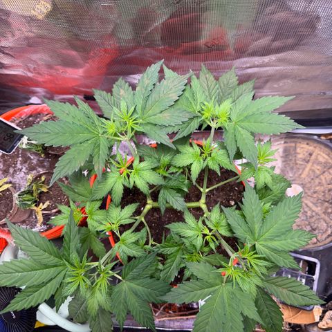 Jack Herer growlog timeline photo