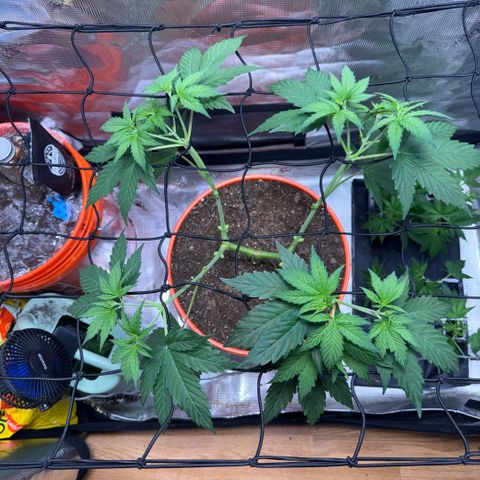 Jack Herer growlog timeline photo
