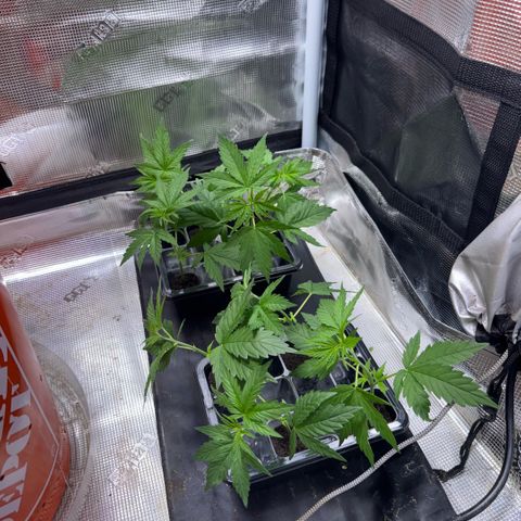 Jack Herer growlog timeline photo