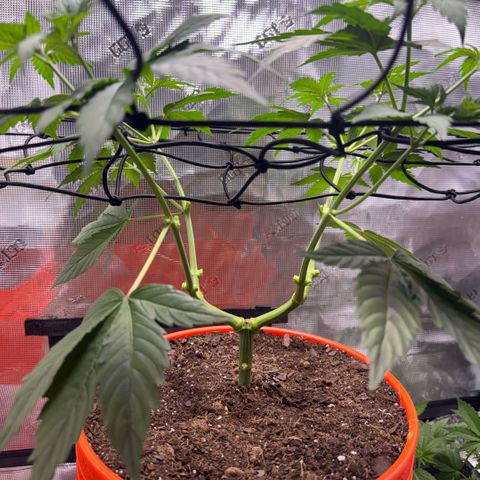 Jack Herer growlog timeline photo