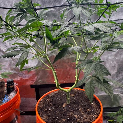 Jack Herer growlog timeline photo
