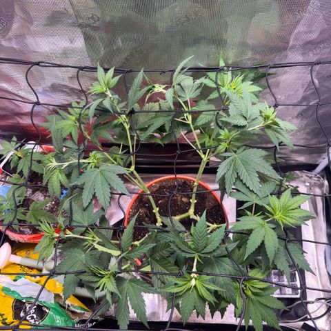 Jack Herer growlog timeline photo