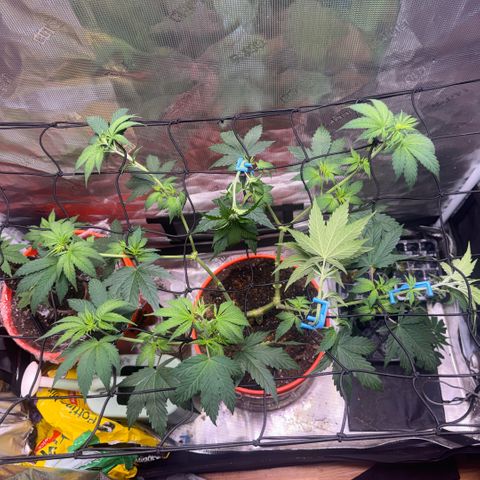 Jack Herer growlog timeline photo