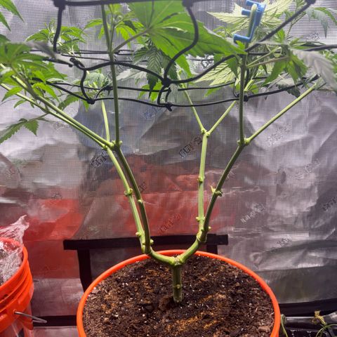 Jack Herer growlog timeline photo