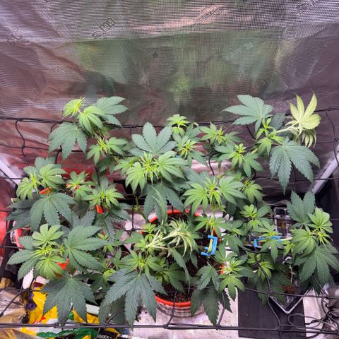 Jack Herer growlog photo: Supercropping