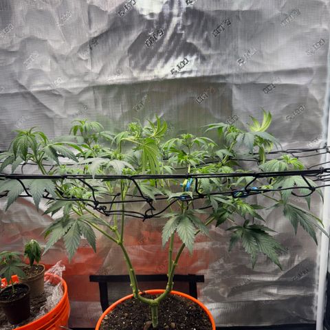 Jack Herer growlog photo: Supercropping