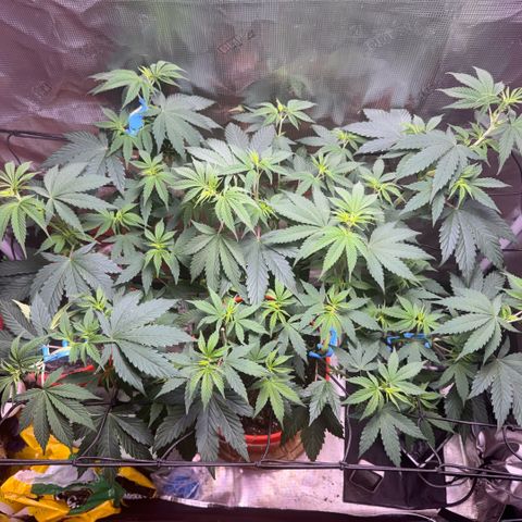 Jack Herer growlog timeline photo