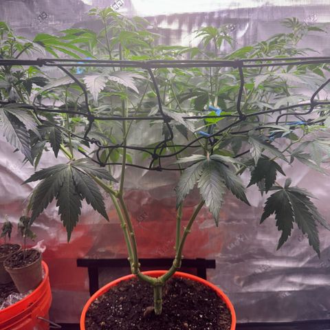 Jack Herer growlog timeline photo