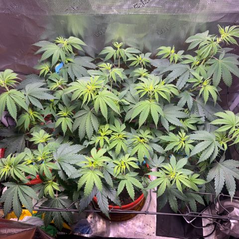 Jack Herer growlog timeline photo