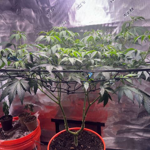 Jack Herer growlog timeline photo