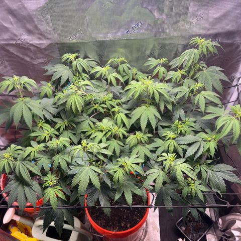 Jack Herer growlog timeline photo