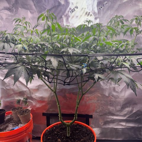 Jack Herer growlog timeline photo