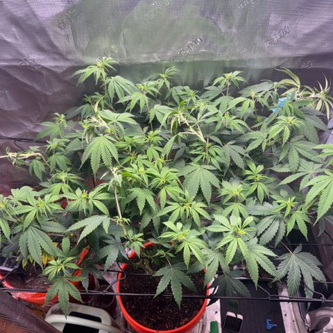 Jack Herer growlog timeline photo