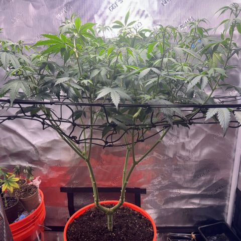 Jack Herer growlog timeline photo