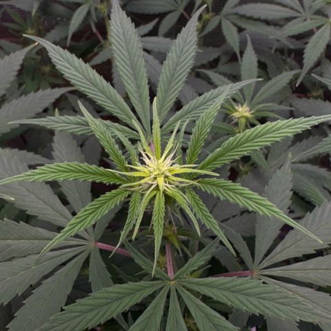 Jack Herer growlog timeline photo