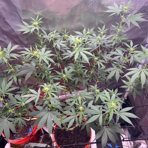 Jack Herer growlog timeline photo