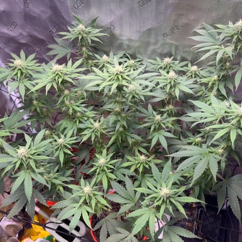 Jack Herer growlog timeline photo