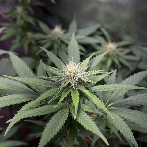 Jack Herer growlog timeline photo