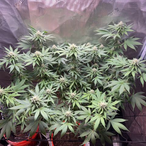Jack Herer growlog timeline photo